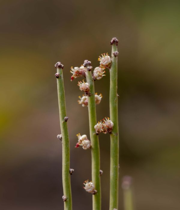 Candelilla (Euphorbia antisyphilitica)