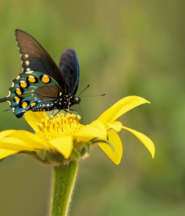 Las mariposas cola de golondrina azul (Battus philenor) usan toxinas como defensa.